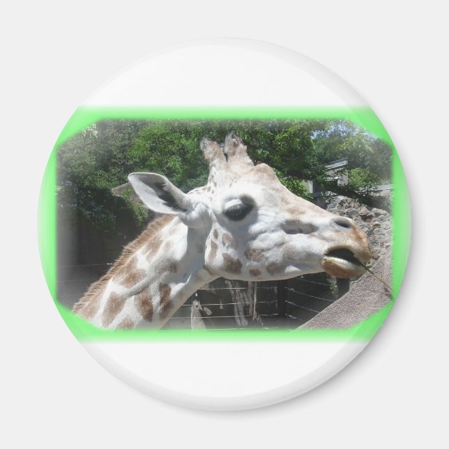 Tiere Magnet (Vorne)