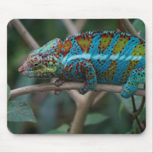 Tiere, Natur, Reptilien Mousepad
