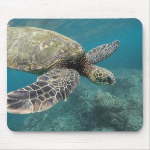 Tiere, Natur, Schildkröte Mousepad