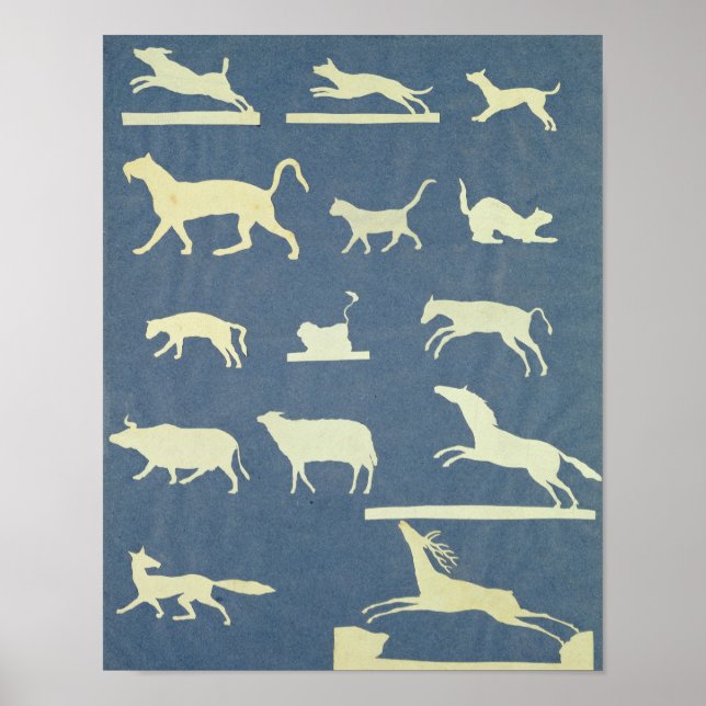 Tiere Poster (Vorne)