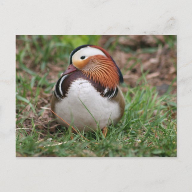 Tiere Postkarte (Vorderseite)