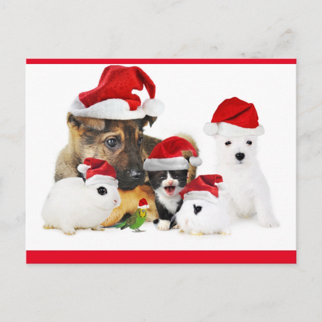 Tiere Postkarte (Vorderseite)