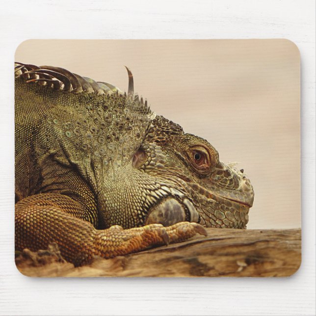 Tiere, Reptilien, Eidechsen Mousepad (Vorne)