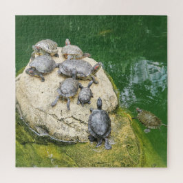 Tiere, Reptilien, Schildkröten, Wasser, Natur, Pfl Puzzle