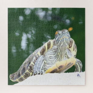 Tiere, Reptilien, Schildkröten, Wasser, Natur, Pfl Puzzle