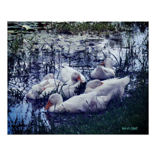 Tiere Schlafenten Teich  Poster