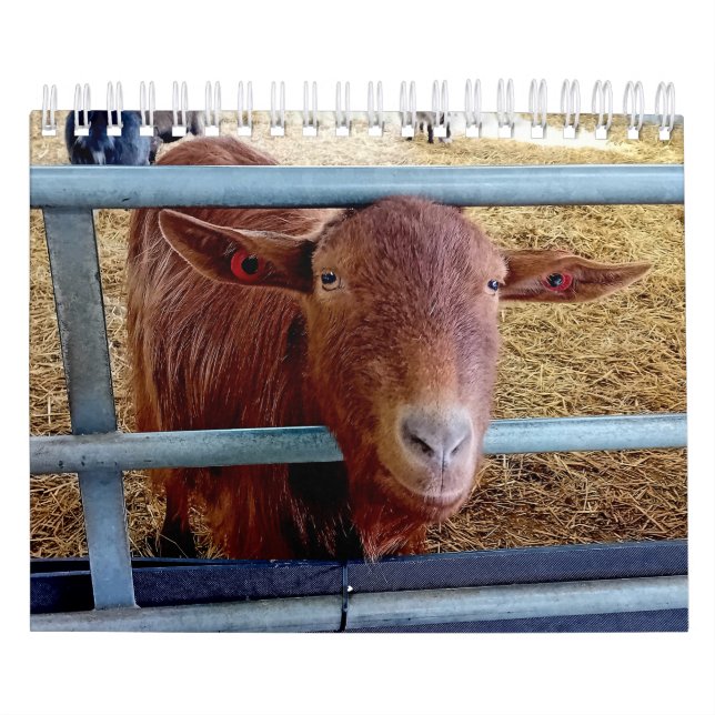 Tiere und Insekten aus der englischen Landschaft Kalender (Titelbild)