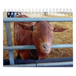 Tiere und Insekten aus der englischen Landschaft Kalender