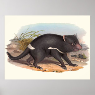 Tiere von Australien der tasmanische Teufel Poster