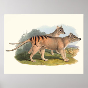 Tiere von Australien der tasmanische Tiger Poster