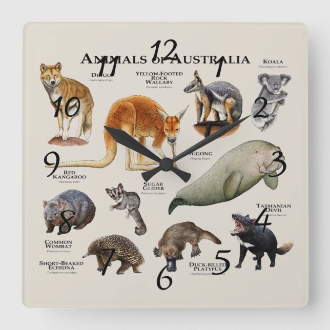 Tiere von Australien Quadratische Wanduhr (Vorderseite)