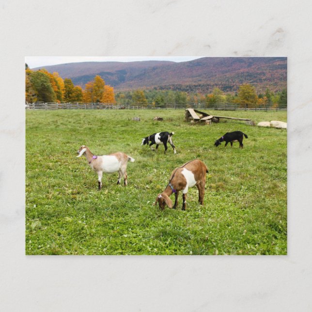Tiere Ziegen Weiden Vermont Foto Postkarte (Vorderseite)