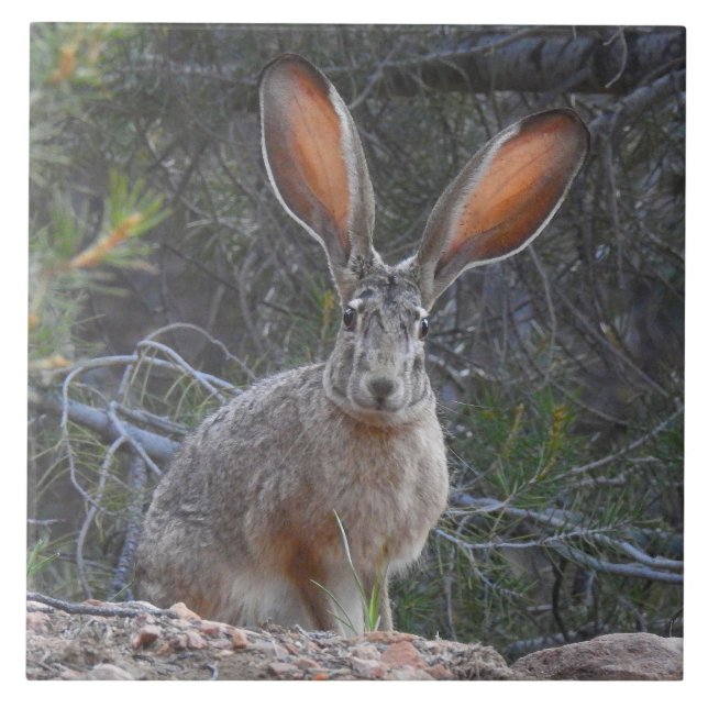 Tierfliese, Keramik, Kaninchen, Hase Fliese (Vorderseite)