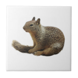 Tierfliese, Keramik, wilde Tiere, Eichhörnchen Fliese