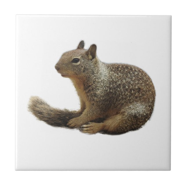 Tierfliese, Keramik, wilde Tiere, Eichhörnchen Fliese (Vorderseite)
