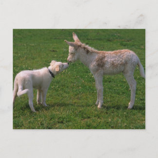 Tierfreundschaft,junger Esel mit Hund, Postkarte