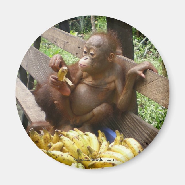 Tierfutter Magnet (Vorne)