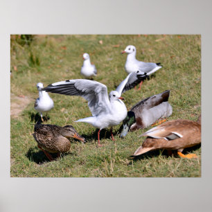 Tiergürtel und Enten auf Gras Poster