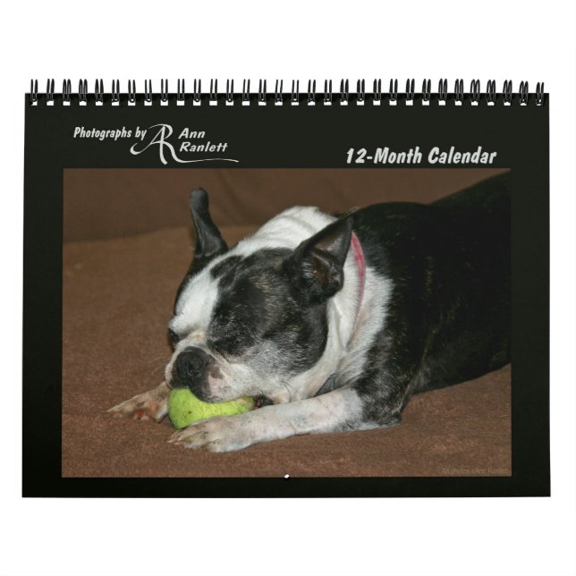 Tierische Fotos - 12-monatiger Kalender (Titelbild)