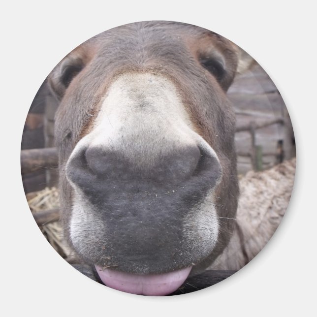 Tierische Linie - burriquito Arre Magnet (Vorne)