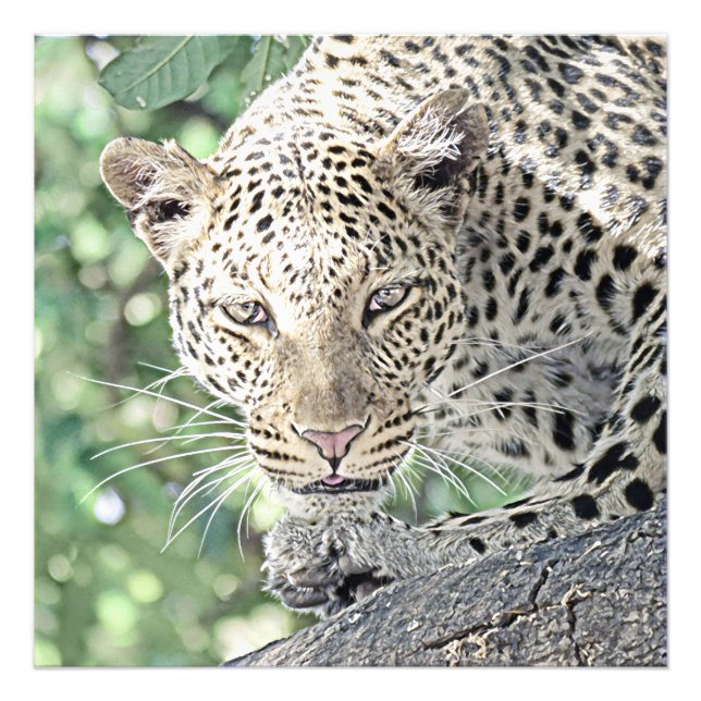 Tierleopard 2 fotodruck (Vorne)