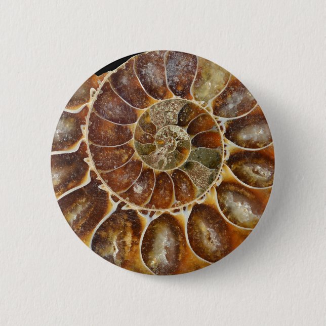 Tiernatur des prähistorischen versteinerten button (Vorderseite)