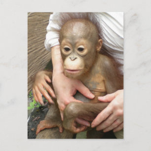 Tierorphane Postkarte