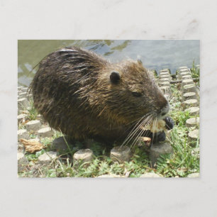 Tierpostkarte "nahrhafte Ratte" Postkarte