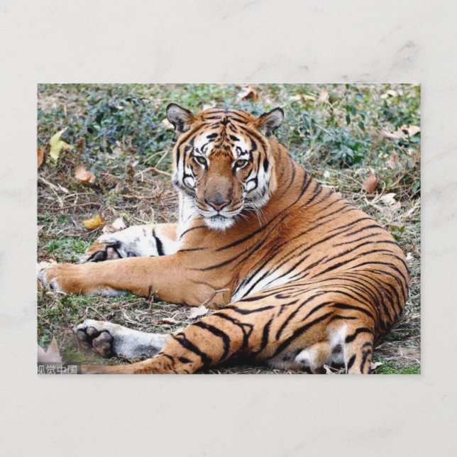 TierPostkarte Postkarte (Vorderseite)