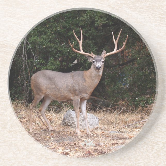 Tierreihe - Hirsche Untersetzer (Vorne)