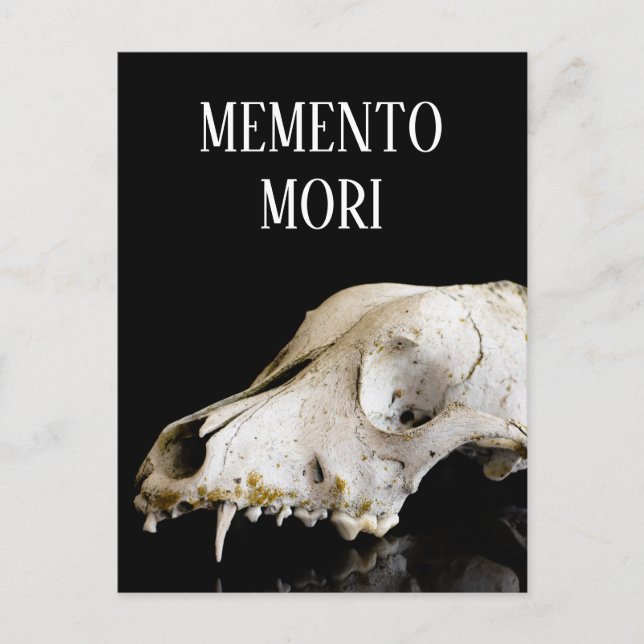 Tierschädel Postkarte (Vorderseite)