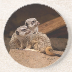 Tierserie - Meerkats auf dem Untersetzer der Wache