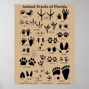 Tierspuren von Florida Poster (Mittel)