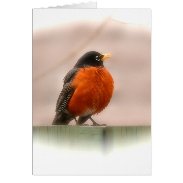 Tiervogel-Amerikaner Robin (Vorne)