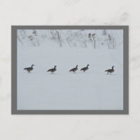 Tiervögel - Gänse 1