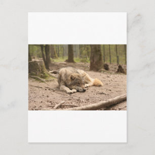 Tierwolf - Liebe der wilden Landschaft Postkarte