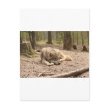 Tierwolf - Liebe Wildland