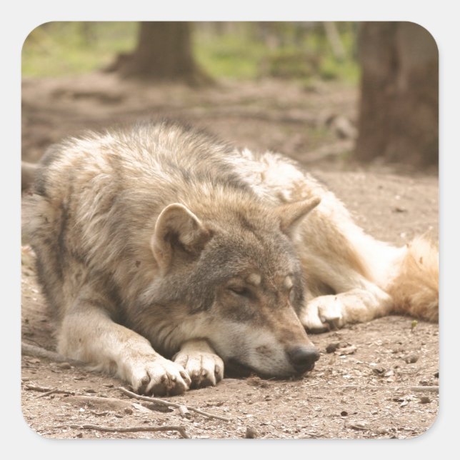 Tierwolf - Liebe Wildland Quadratischer Aufkleber (Vorderseite)