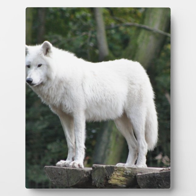 Tierwolf-Natur-FriedensLiebe-Schicksal Fotoplatte (Vorderseite)