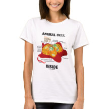 Tierzellen-Innere (Eukaryote-Zellbiologie)