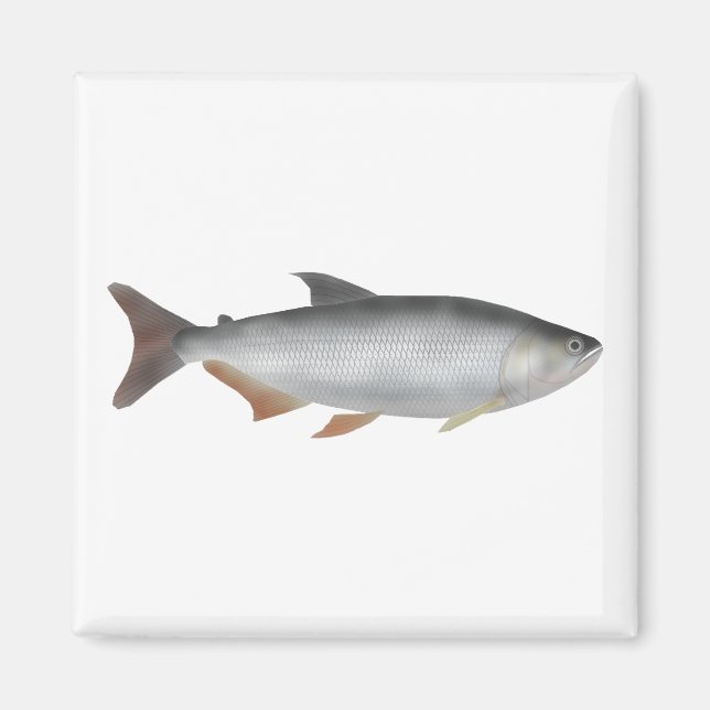 Tiete tetra magnet (Vorne)