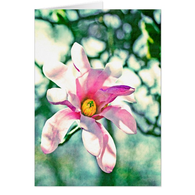 Tiffany Magnolia (Vorne)