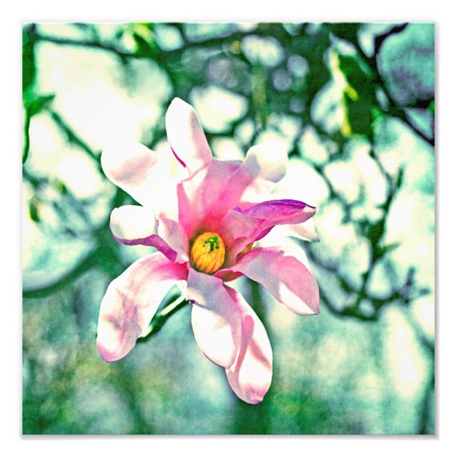 Tiffany Magnolia Fotodruck (Vorne)