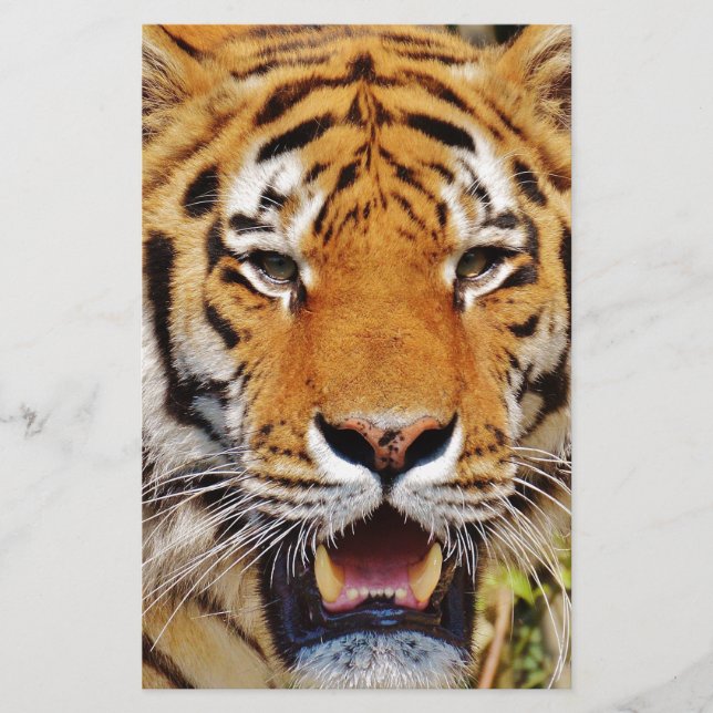 Tiger (Vorderseite)