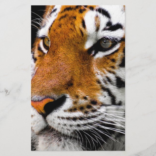 Tiger (Vorderseite)