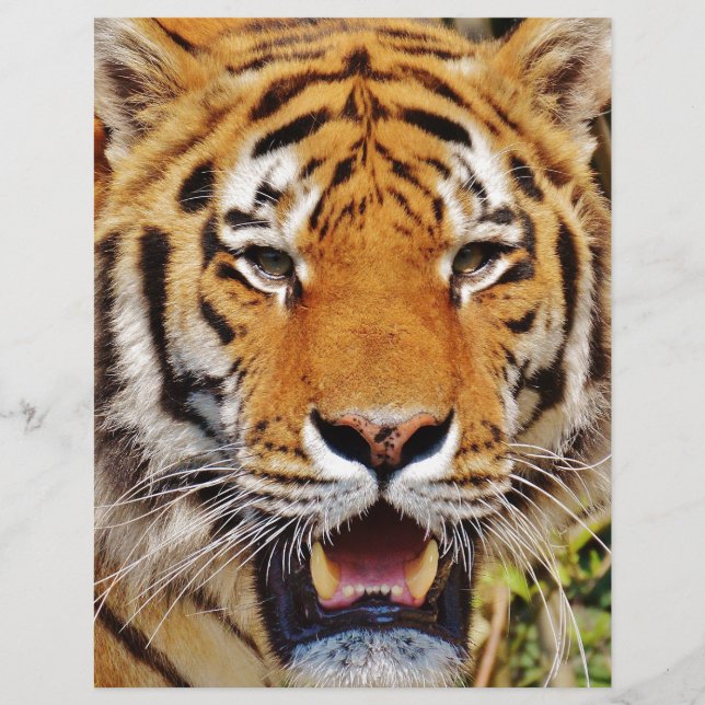 Tiger (Vorderseite)
