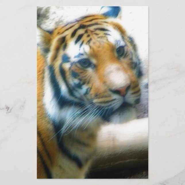 Tiger (Vorderseite)