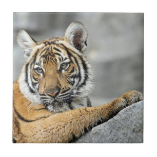 Tiger017 Fliese