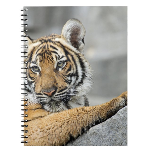 Tiger017 Notizblock (Vorderseite)