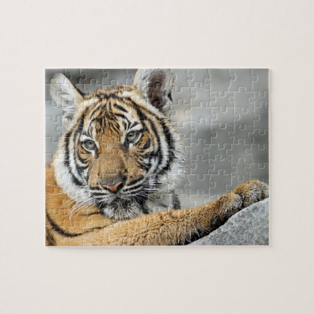 Tiger017 Puzzle (Horizontal)